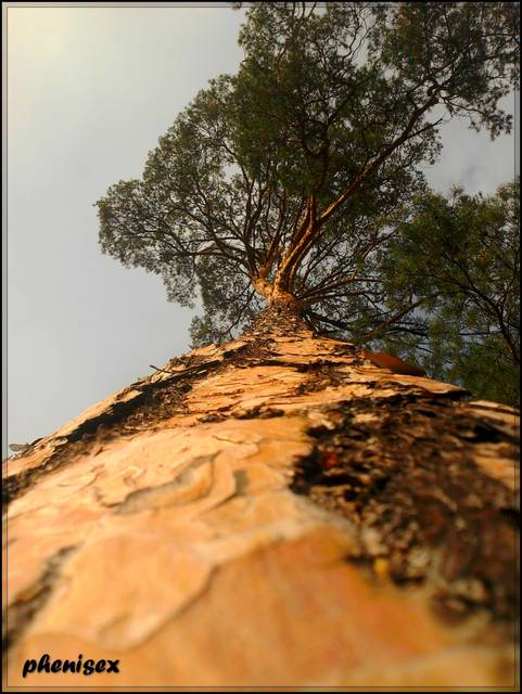 daleka droga na szczyt ... - phenisex