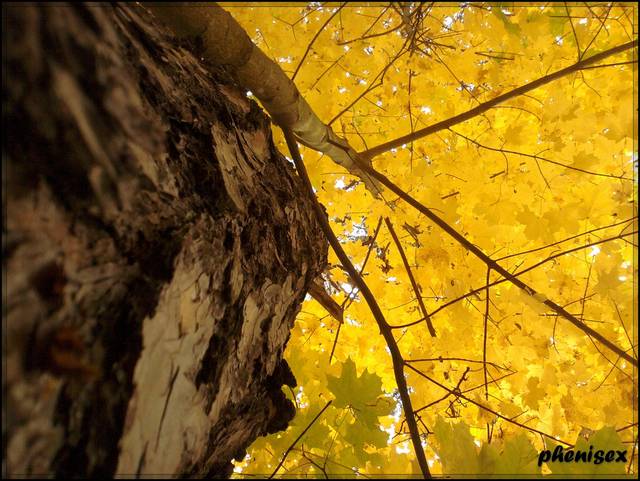 żółty jesienny liść ... - phenisex