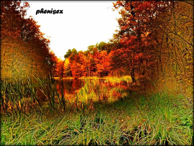 zielona wyspa w ogniu jesieni - phenisex