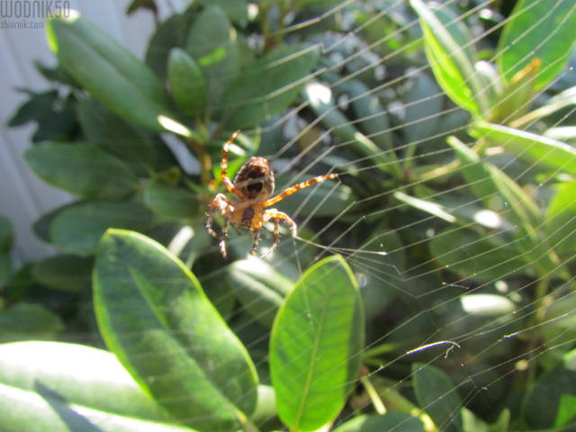 kto w nią wpadnie? - wodnik50