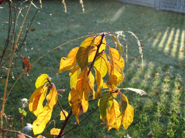 IMG_4212.JPG - wodnik50