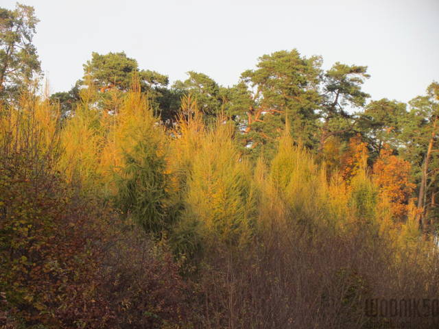 IMG_4639.JPG - wodnik50