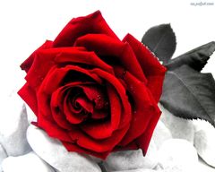 czerwona-roza.jpg