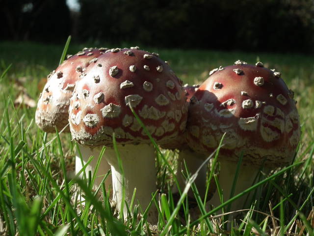 DSCF8179.JPG - NauczeCieLatac