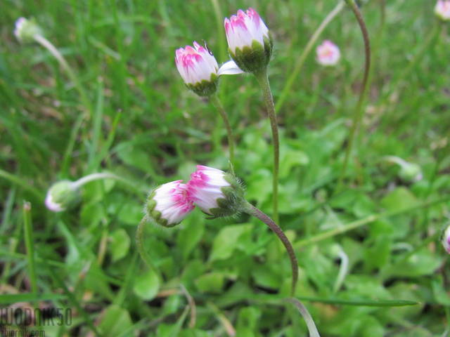 wspomnienie wiosny - wodnik50