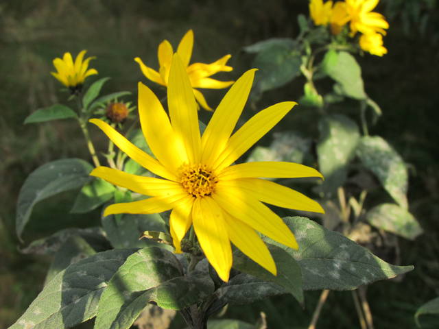 IMG_3856.JPG - wodnik50