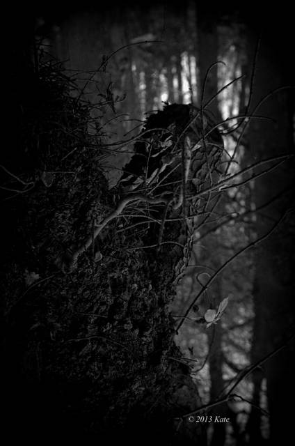 leśne kuszenie - Foto_Kate