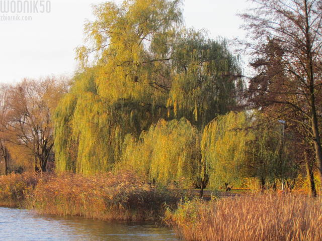 IMG_5243.JPG - wodnik50