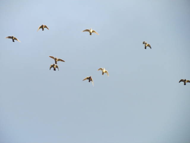 IMG_5249.JPG - wodnik50