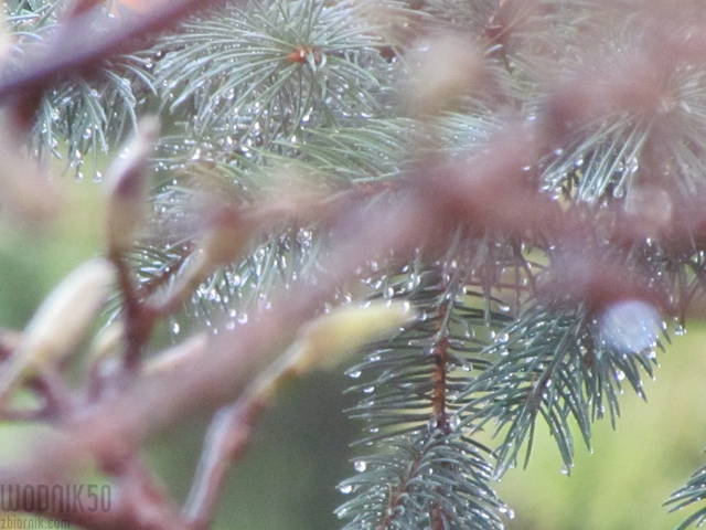 IMG_5316.JPG - wodnik50