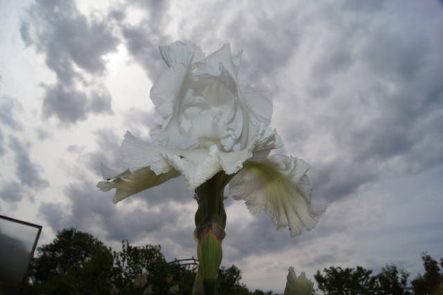 12.JPg - alutkawppl