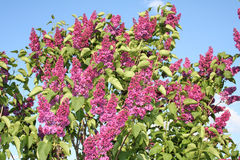 Trochę wiosny w listopadzie