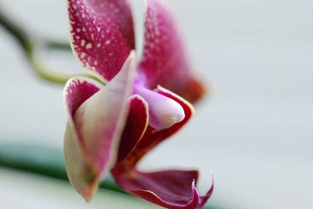 Orchidea.jpg - Cunnilinctus