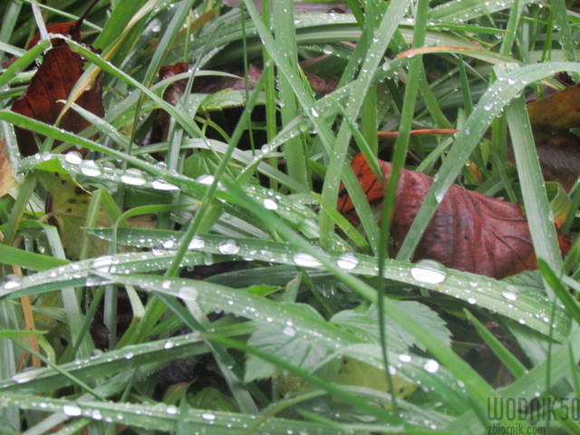 IMG_5758.JPG - wodnik50