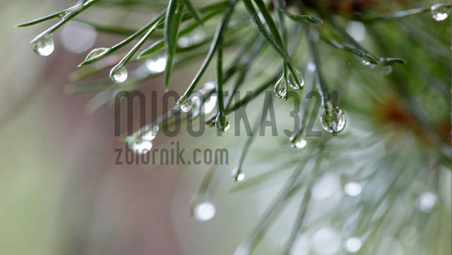 103.jpg - migotka321