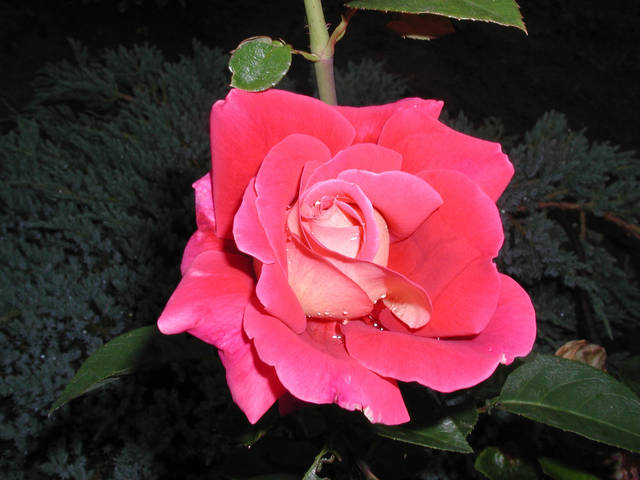 Różyczka dla wszystkich pięknych dam - penetrator11