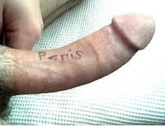 Penis