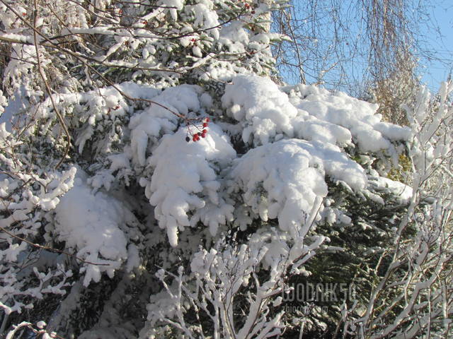 IMG_6040.JPG - wodnik50