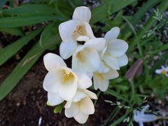 frezje --tylko dla Ciebie