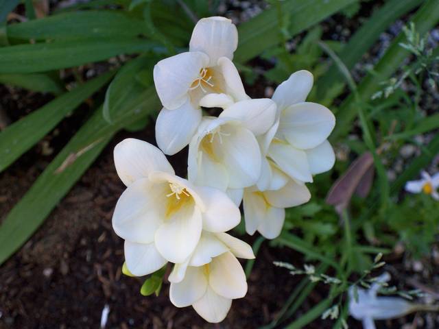 frezje --tylko dla Ciebie - arizonski