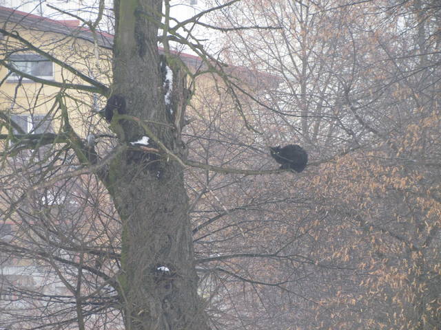 czarne ale.....nie pantery - wodnik50