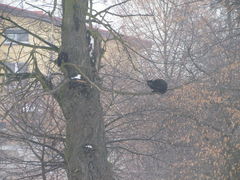 czarne ale.....nie pantery