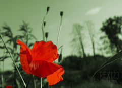 Wspomnienie Lata ciepłego, słonecznego