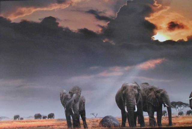 niech przyniosą szczęście - wodnik50