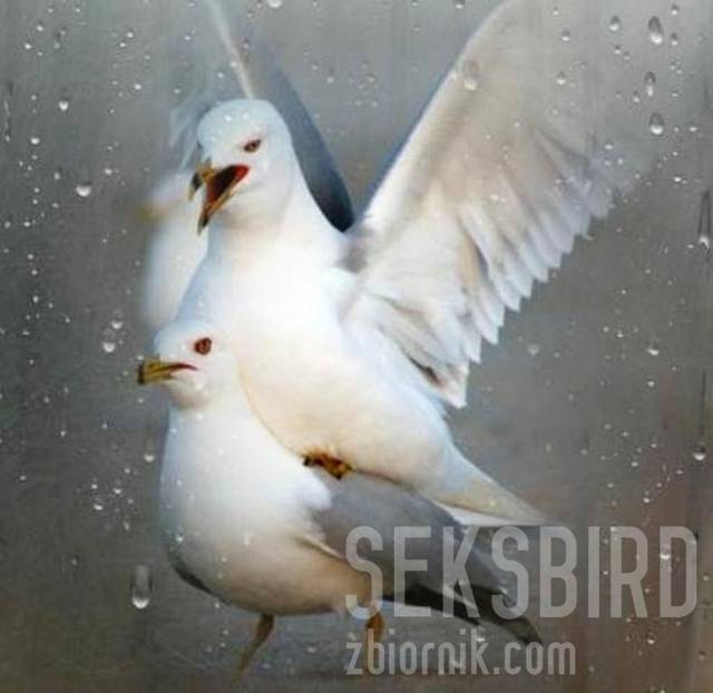 seksbird