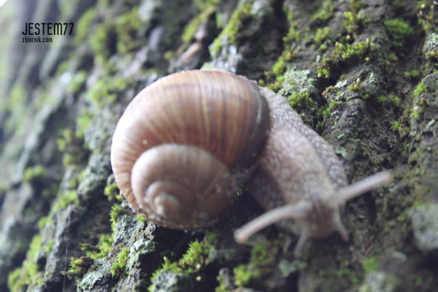 Ślimok.... - jestem77