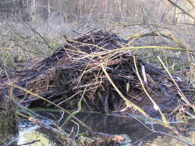 co to może być? - wodnik50