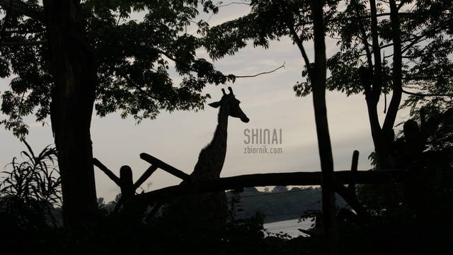 zdjęcie czegoś dłuuugiego - dla odmiany ;-) - Shinai