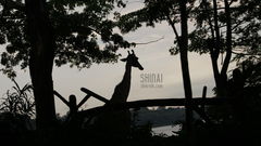 zdjęcie czegoś dłuuugiego - dla odmiany ;-)