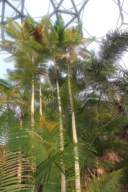 jak w....tropikach - wodnik50