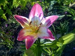 pięknym, posłusznym Kobietom