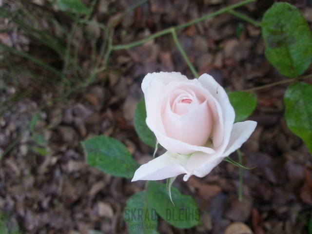 róża - skrad_dleihs