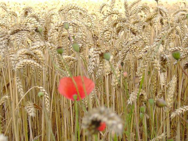 Takie tam sobie - skidrow1313