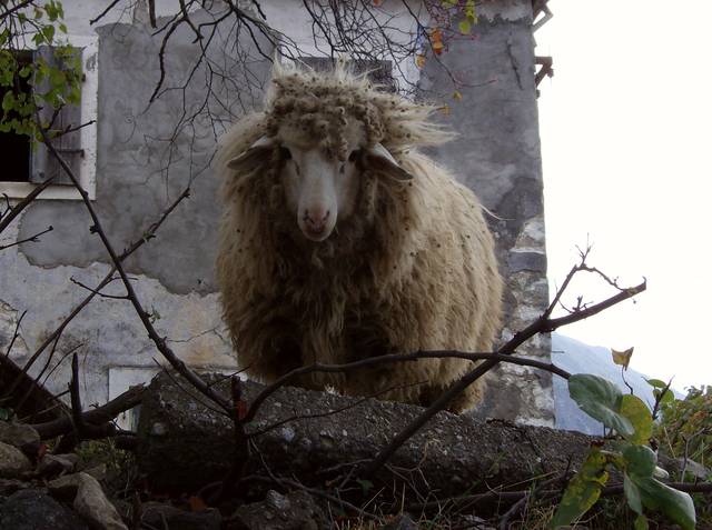 albania-260.jpg - wizaz