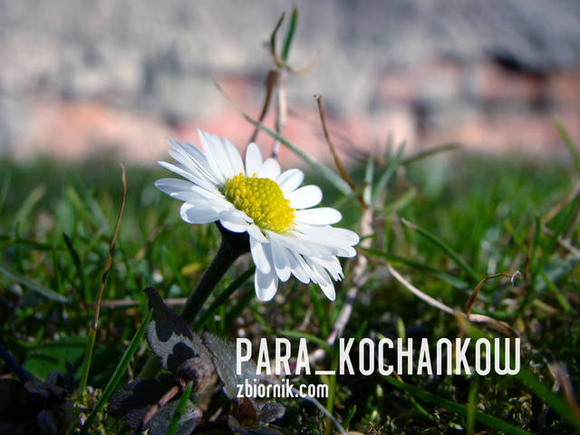 Niewinność... - para_kochankow