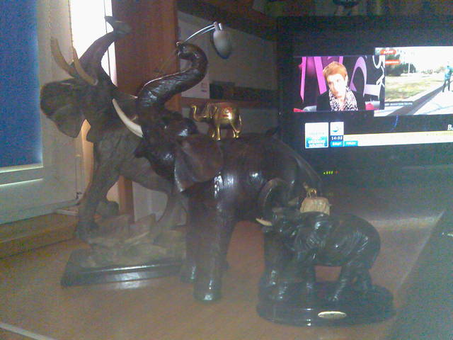 Słoń Trąbalski - i_po_co