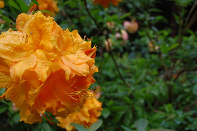 DSC_2164.JPG - kotka41