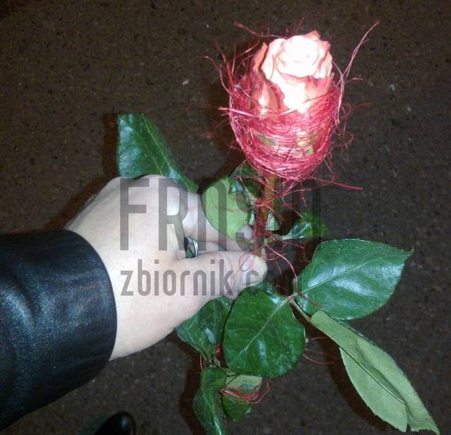 Rose of desire - frnsin