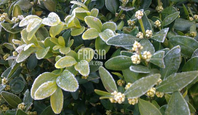 Zimowe malowanie - frnsin