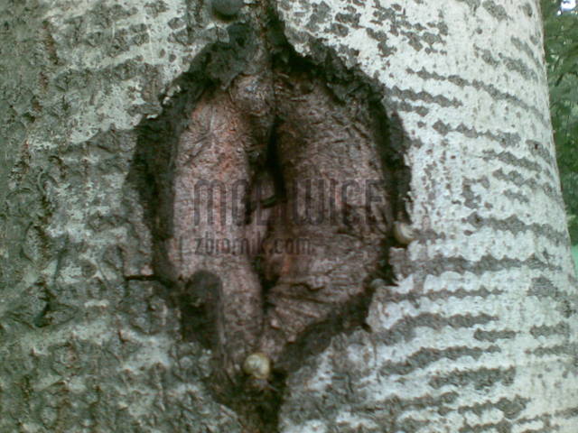 20090620.jpg - mgliwice