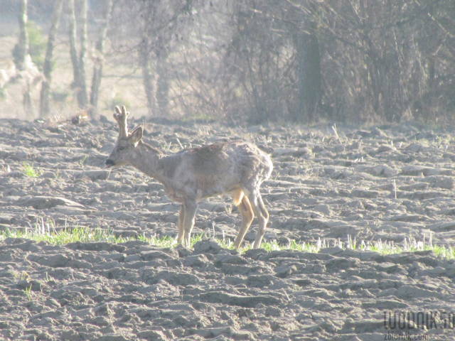 oznaki wiosny - wodnik50