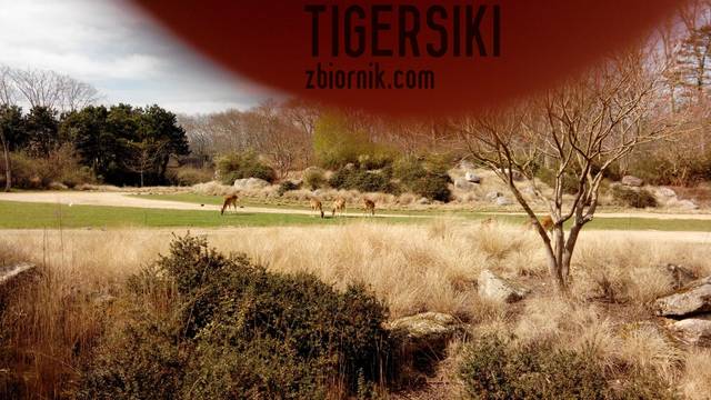 . - tigersiki