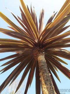 wspinać się ......