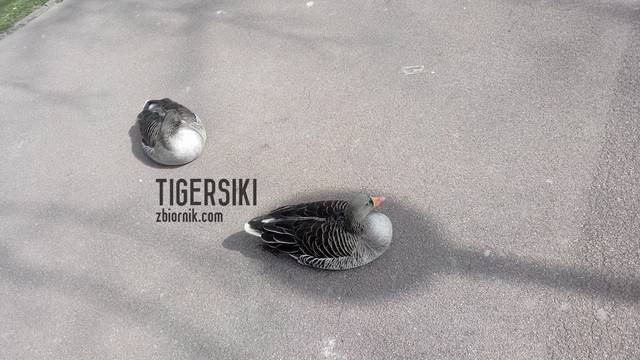 . - tigersiki