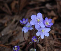 DSC_4065 — kopia.JPG