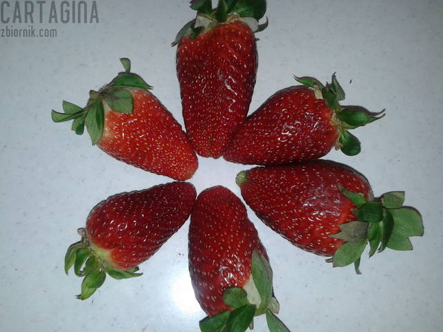 Zapraszam do degustacji - cartagina